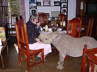 Fauna & Flora: Baby rhino pet, Zimbabwe