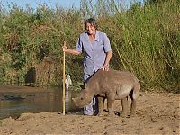 TopRq.com search results: Baby rhino pet, Zimbabwe