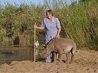 Fauna & Flora: Baby rhino pet, Zimbabwe