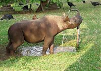 Fauna & Flora: Baby rhino pet, Zimbabwe