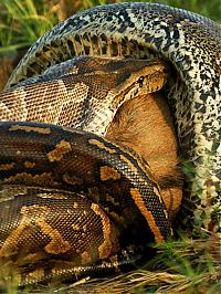 african rock python kills and swallows a large prey