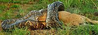 Fauna & Flora: african rock python kills and swallows a large prey