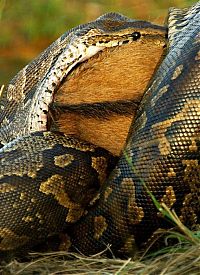 TopRq.com search results: african rock python kills and swallows a large prey