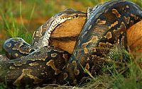 Fauna & Flora: african rock python kills and swallows a large prey