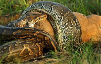 african rock python kills and swallows a large prey