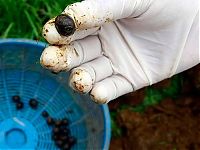 Fauna & Flora: Elephant's gut coffee, Golden Triangle, Thailand