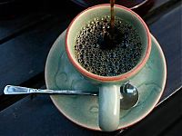 Fauna & Flora: Elephant's gut coffee, Golden Triangle, Thailand