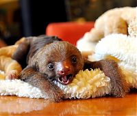 Fauna & Flora: cute baby pet animal