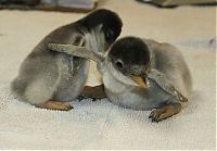 Fauna & Flora: cute baby pet animal