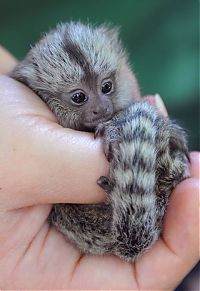 TopRq.com search results: cute baby pet animal