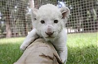 TopRq.com search results: cute baby pet animal