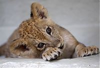 cute baby pet animal