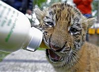 cute baby pet animal