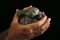 TopRq.com search results: cute baby pet animal