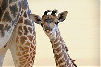 Fauna & Flora: cute baby pet animal