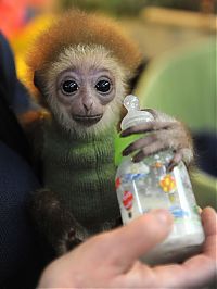 TopRq.com search results: cute baby pet animal