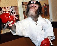 Fauna & Flora: kickboxing combat monkey training