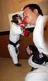 Fauna & Flora: kickboxing combat monkey training