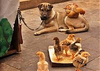 Fauna & Flora: chicken and dog live together