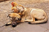 Fauna & Flora: chicken and dog live together