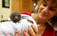 Fauna & Flora: monkey baby