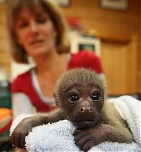 Fauna & Flora: monkey baby