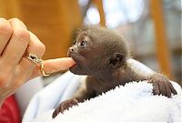 Fauna & Flora: monkey baby