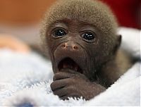 monkey baby