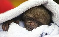 TopRq.com search results: monkey baby