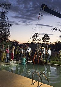 TopRq.com search results: Horse rescued from swimming pool, Florida, United States