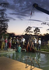 Fauna & Flora: Horse rescued from swimming pool, Florida, United States