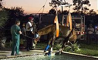 TopRq.com search results: Horse rescued from swimming pool, Florida, United States