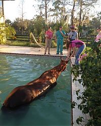 Fauna & Flora: Horse rescued from swimming pool, Florida, United States