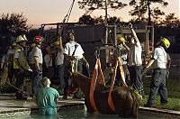 Fauna & Flora: Horse rescued from swimming pool, Florida, United States