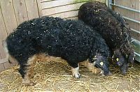 Fauna & Flora: mangalitza curly hair pig