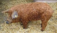 TopRq.com search results: mangalitza curly hair pig