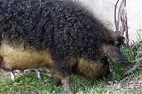 Fauna & Flora: mangalitza curly hair pig