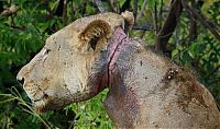 Lion survived poacher snare, Mikumi National Park, Tanzania