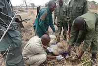Fauna & Flora: Lion survived poacher snare, Mikumi National Park, Tanzania