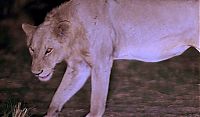 Fauna & Flora: Lion survived poacher snare, Mikumi National Park, Tanzania