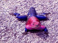 Fauna & Flora: Mwanza Flat-headed Agama lizard