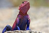 Fauna & Flora: Mwanza Flat-headed Agama lizard
