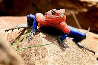 Fauna & Flora: Mwanza Flat-headed Agama lizard