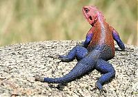 Fauna & Flora: Mwanza Flat-headed Agama lizard