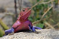 Fauna & Flora: Mwanza Flat-headed Agama lizard