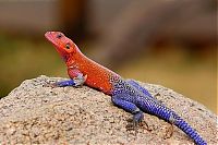 TopRq.com search results: Mwanza Flat-headed Agama lizard