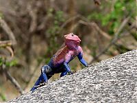 Fauna & Flora: Mwanza Flat-headed Agama lizard