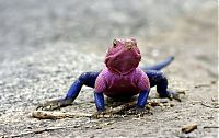 Fauna & Flora: Mwanza Flat-headed Agama lizard