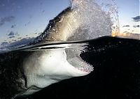 shark