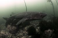 Fauna & Flora: shark